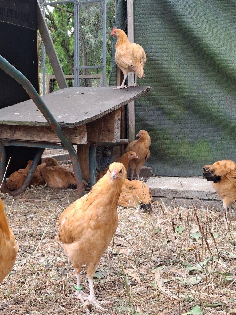 poules pondeuses, Femelle, Poule ou poulet
