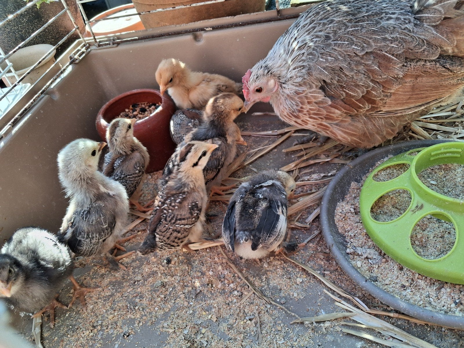 Moederkloekje met 8 kuikens. Natuurbroed, Dieren en Toebehoren