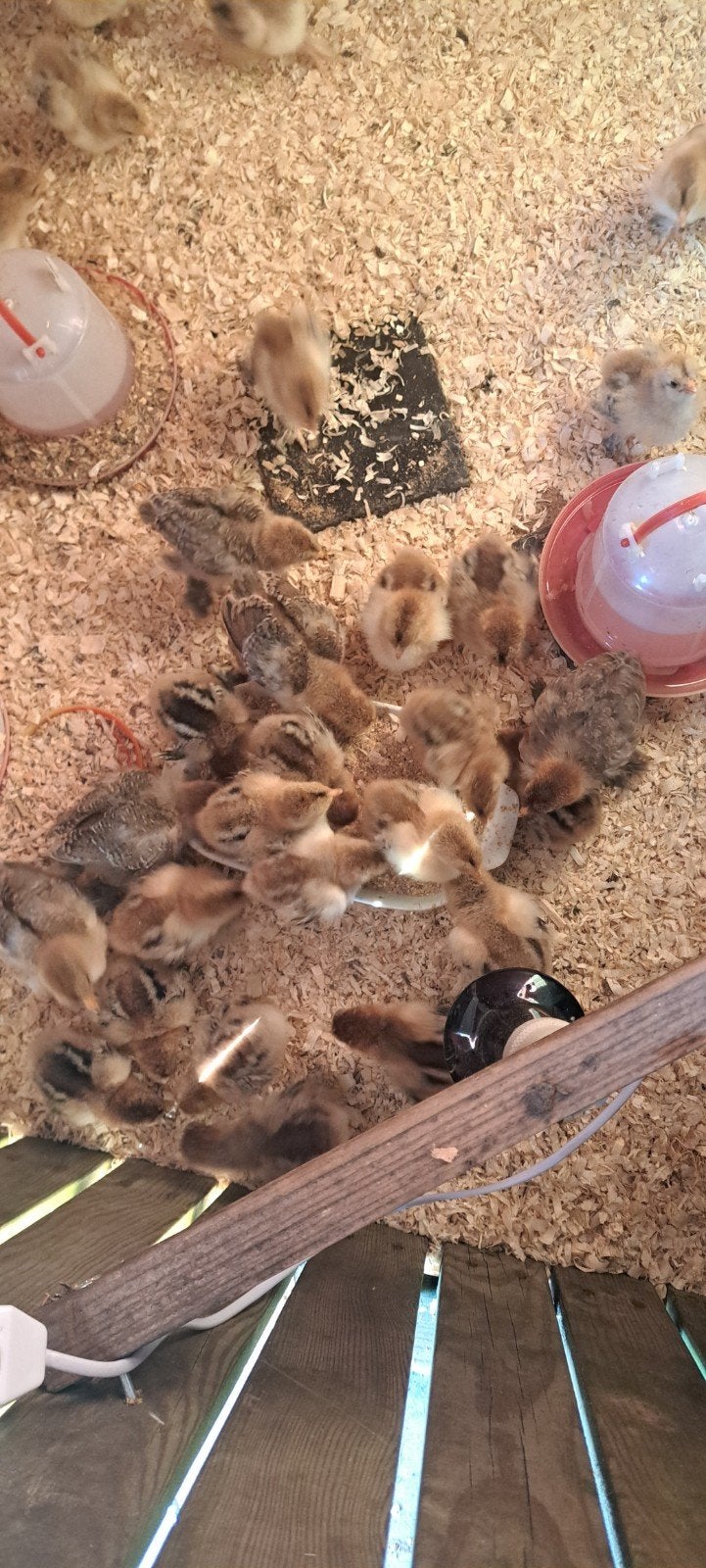 Kuikens