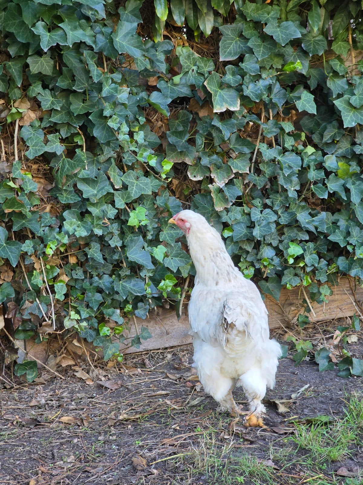 Brahma goudpatrijs en Isabella, Vrouwelijk, Kip