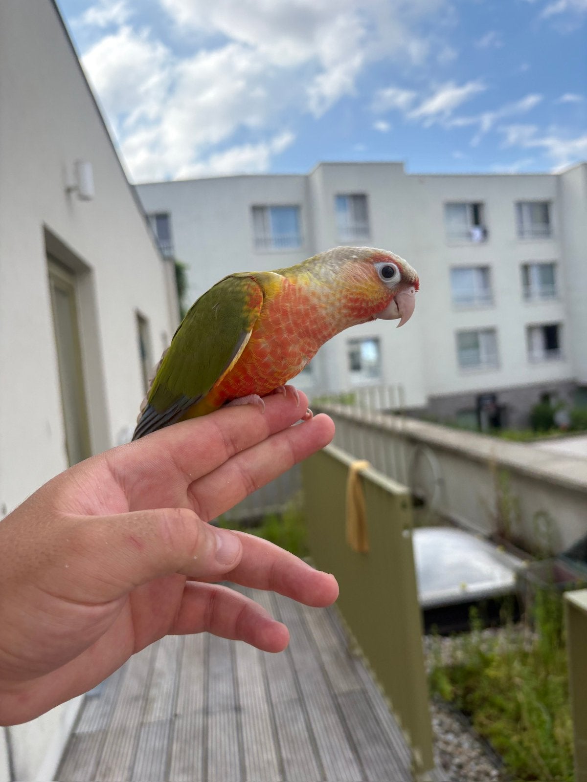 2conure EAM avec deux cage