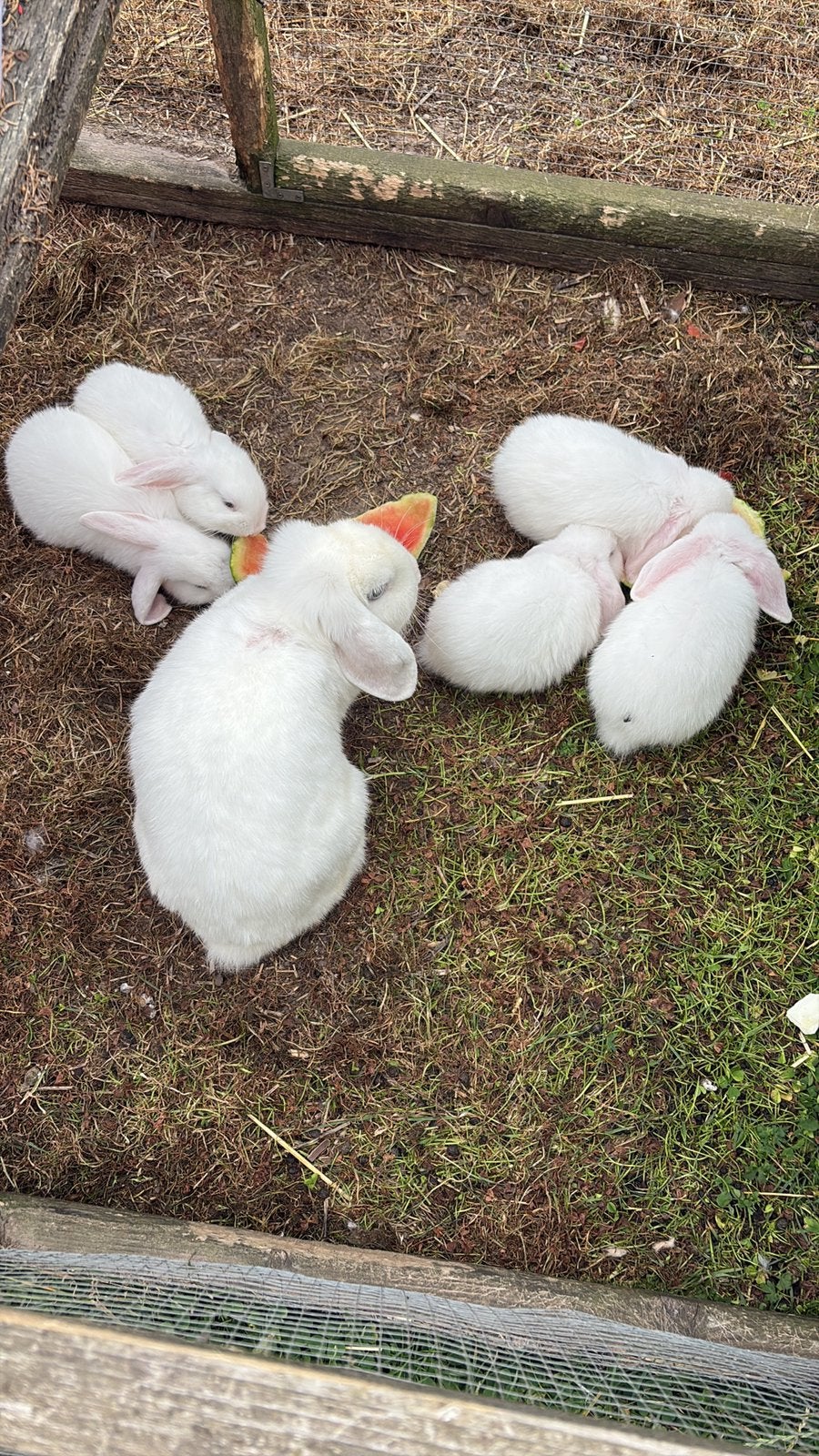 minilop konijntjes, Dieren en Toebehoren, Meerdere dieren, Dwerg, 0 tot 2 jaar