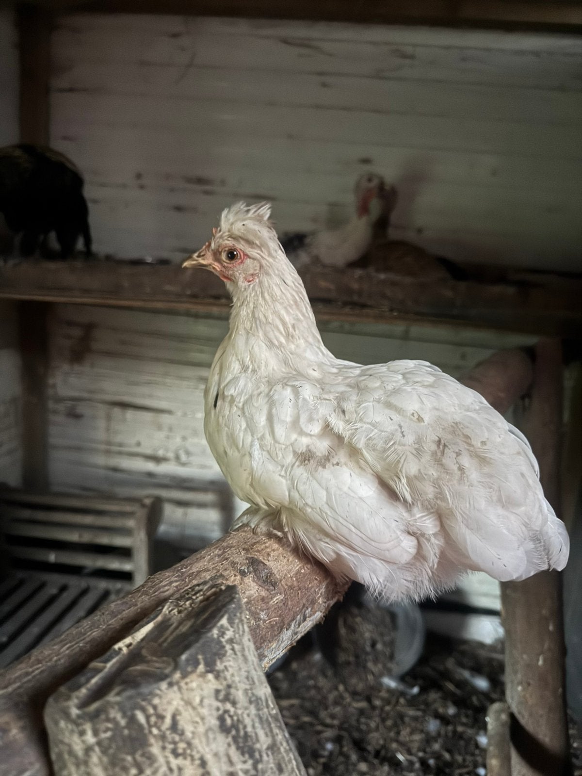 1 jonge sier kip legt bijna en 2 haantjes, Dieren en Toebehoren, Ophalen