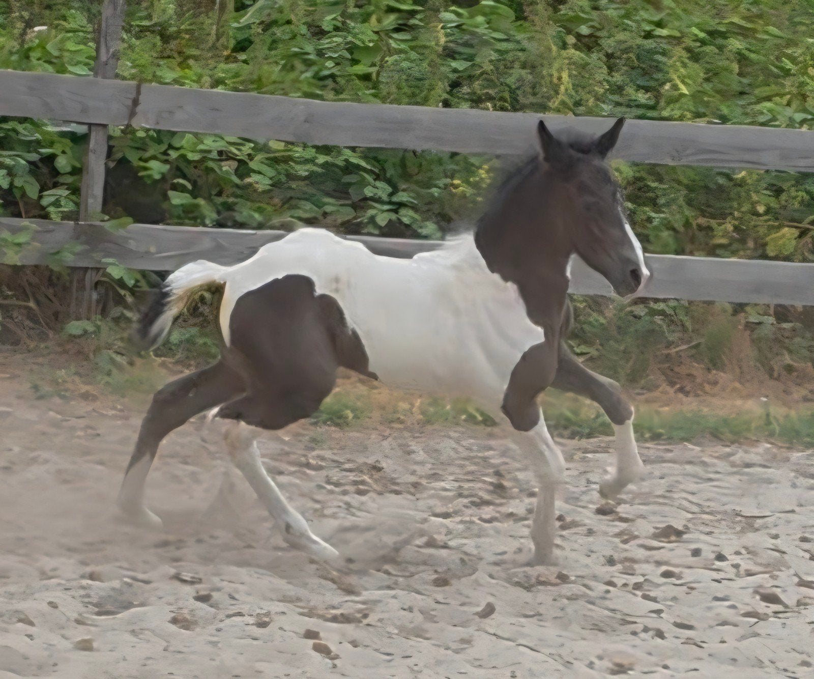 Exclusief barock pinto hengstveulen. VOL papier., Dieren en Toebehoren, Met stamboom, Dressuurpaard, 0 tot 2 jaar, Hengst