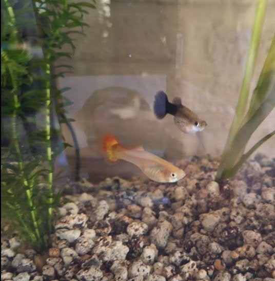 3 guppy vrouwtjes, Poisson, Poisson d'eau douce