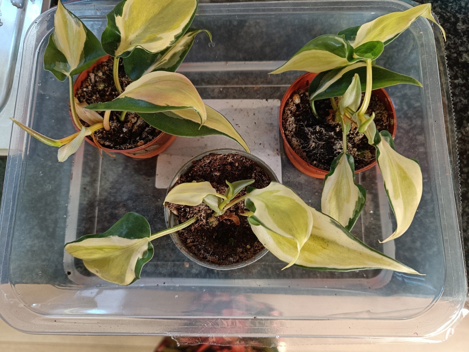 Philodendron rio , philodendron scandens variegata, Ophalen