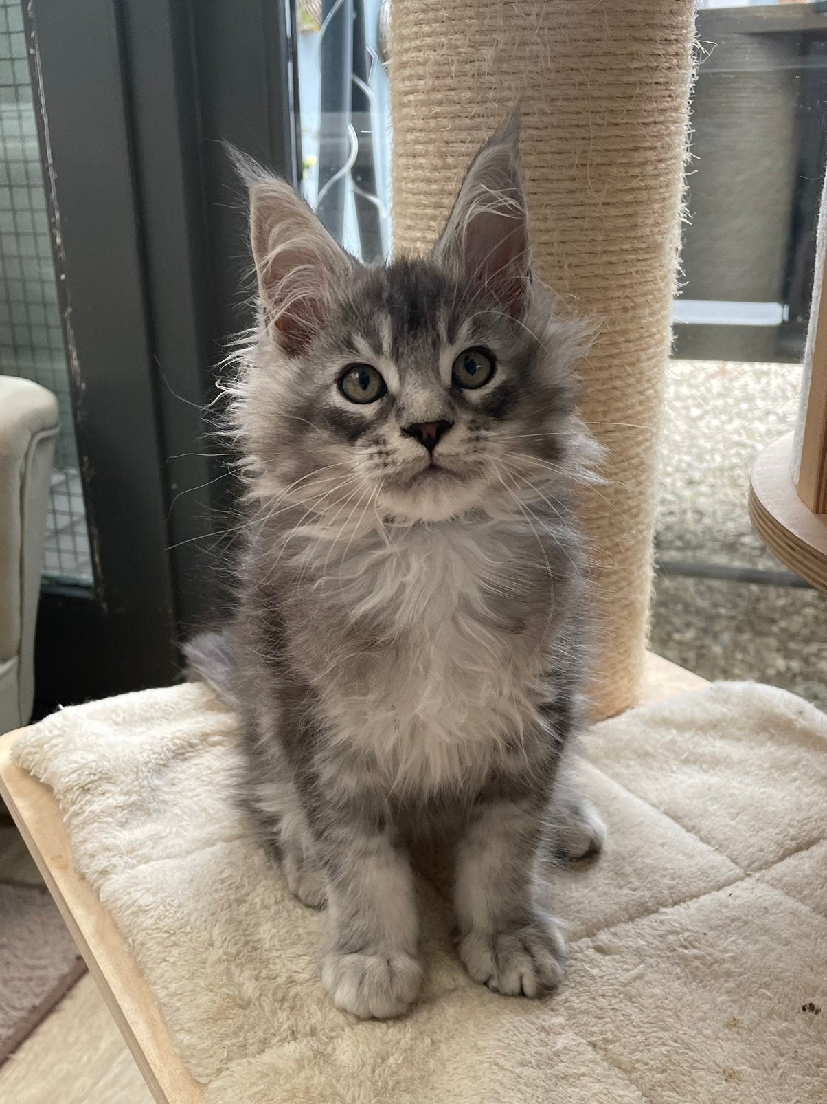 Maine coon, Plusieurs animaux, Avec pedigree, 0 à 2 ans