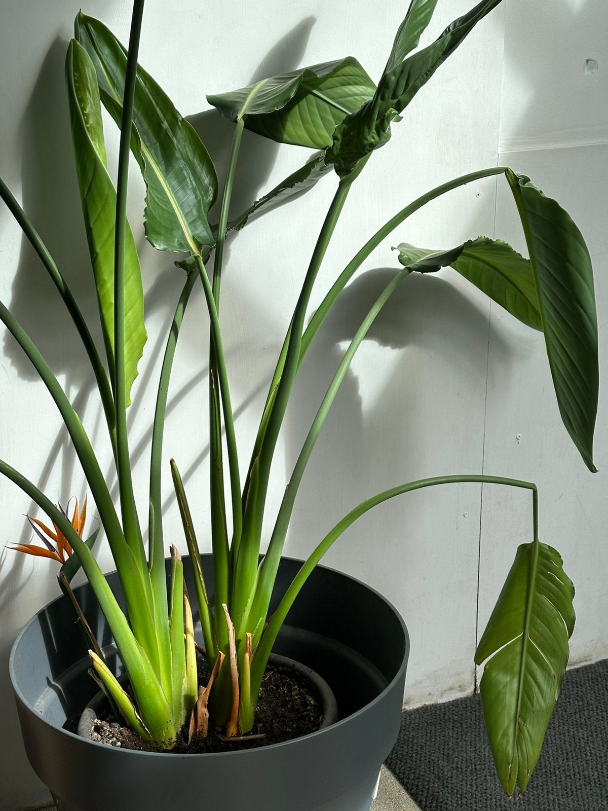 Strelitzia nicolai, Jardin & Terrasse, Enlèvement