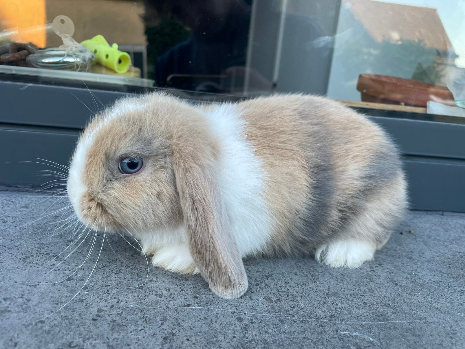 Minilop konijntje, Dieren en Toebehoren, Konijnen