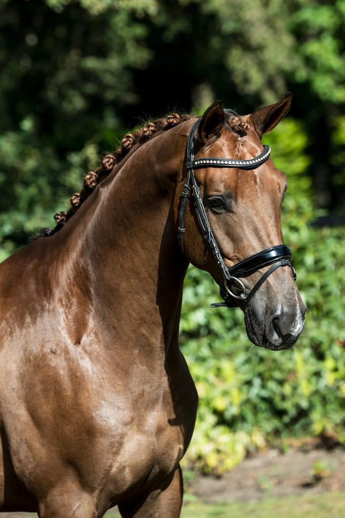 Knappe Kwpn uit Everdale X Vivaldi - 8 jaar, Dieren en Toebehoren, Met stamboom, Ruin, Dressuurpaard, 7 tot 10 jaar