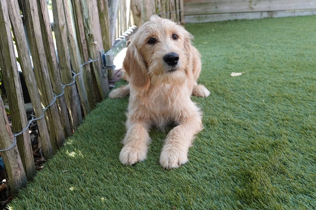 Magnifique chiot Labradoodle Medium (abricot), avec pedigree, 15 semaines à 1 an, Chien (mâle), Maladie de Carré (chiens), Autres races