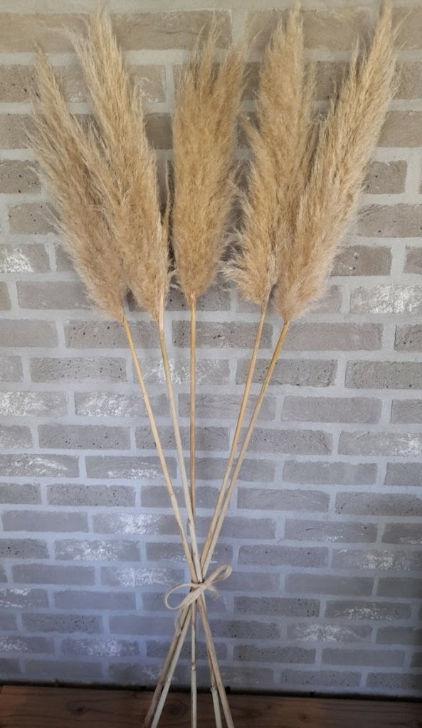 Pampas lot de 10, Enlèvement, Neuf