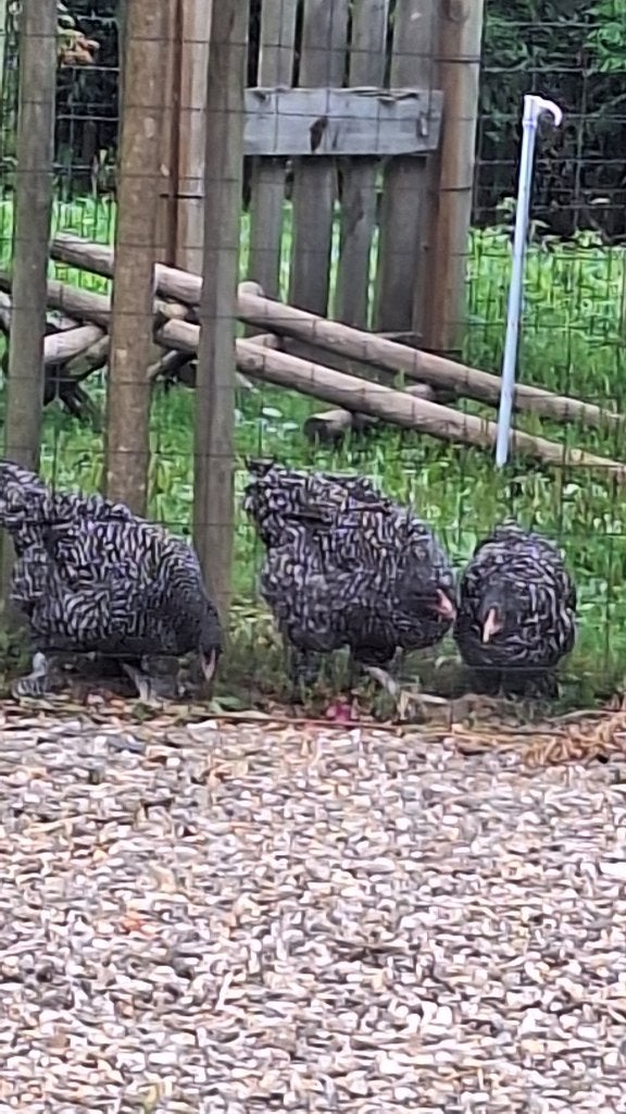 Mechelse koekoek hennen, Dieren en Toebehoren