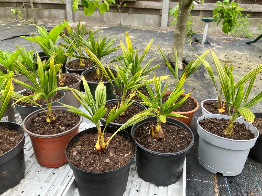 Trachycarpus Fortunei 3 jr, Ophalen, Vaste plant