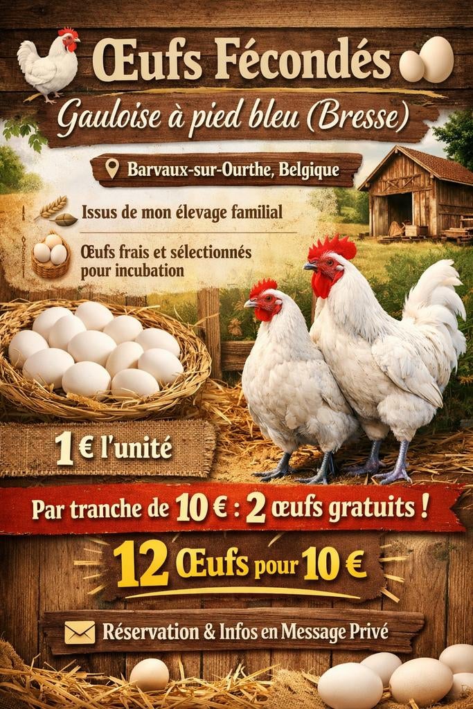 Oeufs fécondé