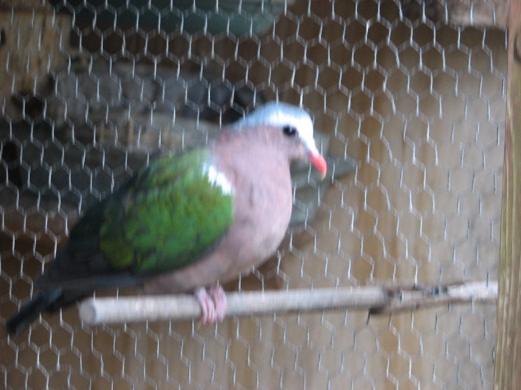 Groenvleugelduiven, Meerdere dieren, Tam