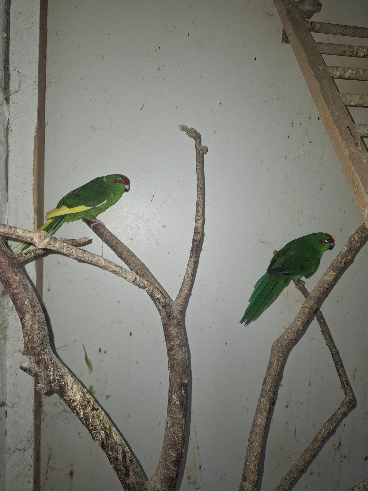 kakariki