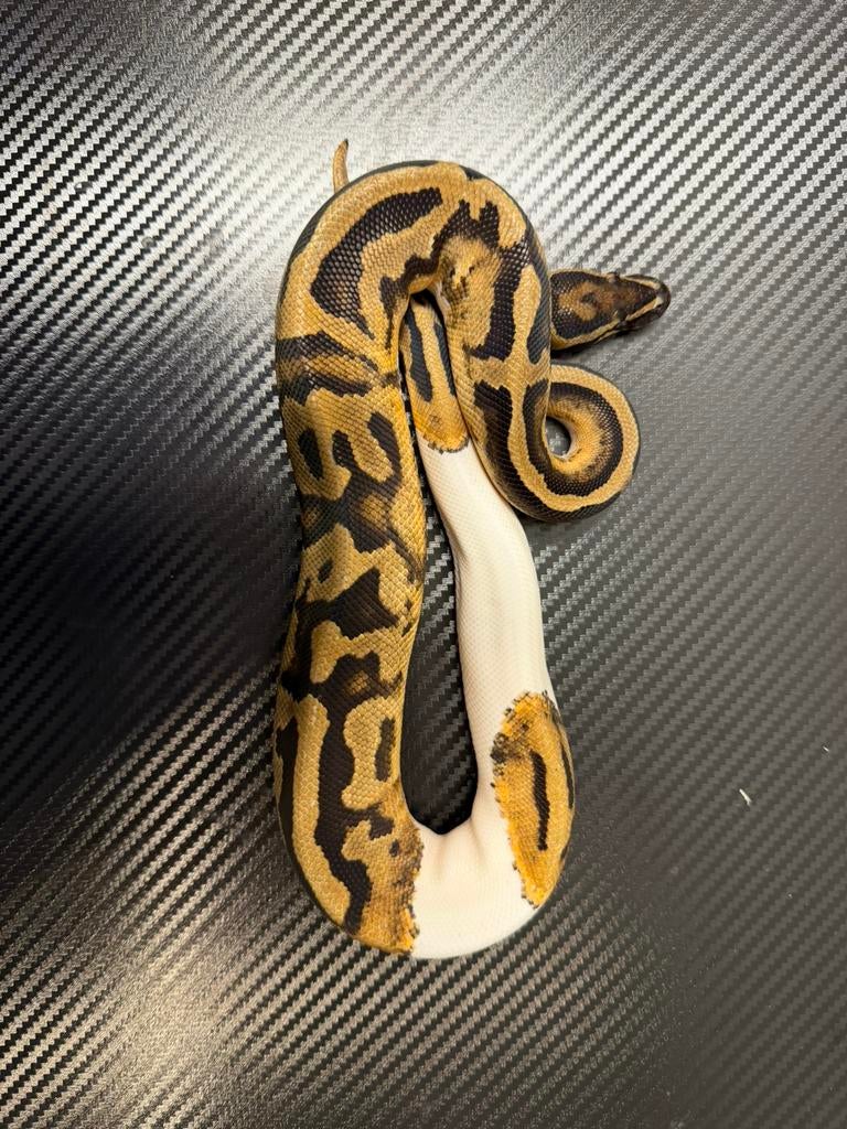Python regius, Ophalen