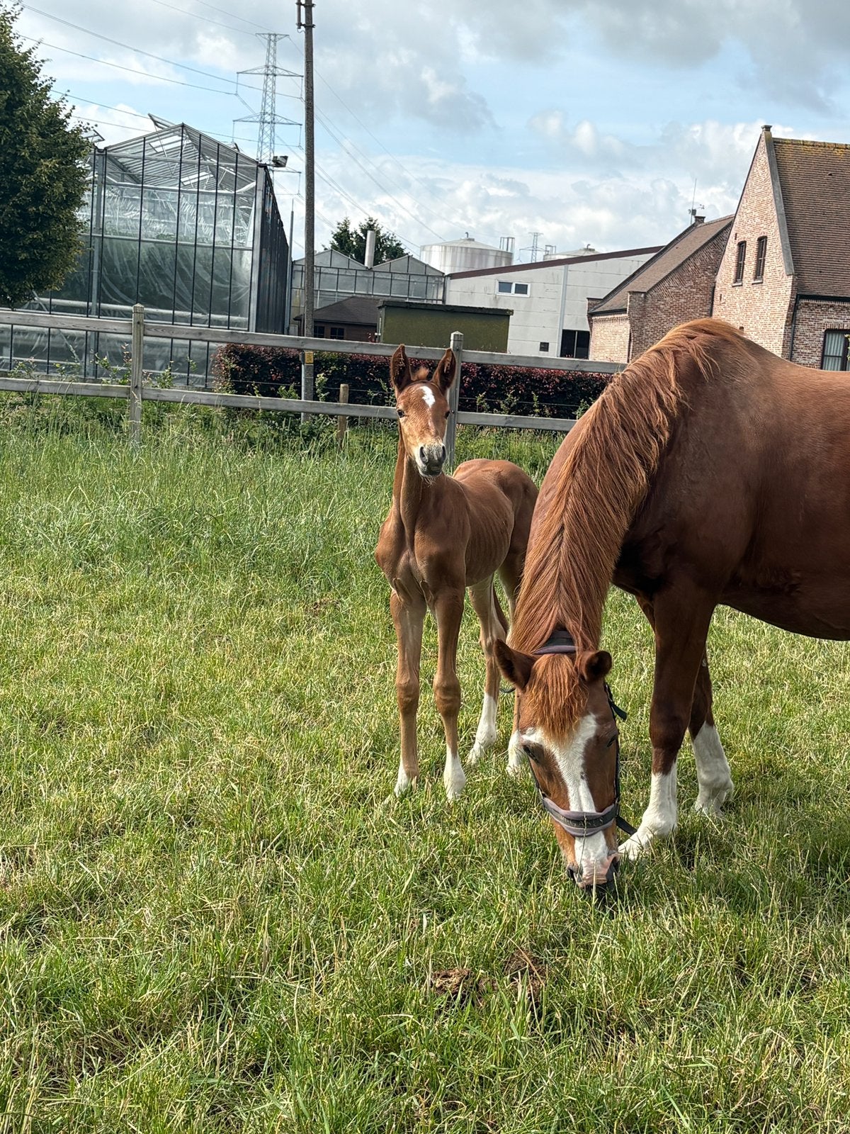 Merrieveulen Chacoon Blue X Calvaro Z, Merrie, Springpaard, Met stamboom, Niet van toepassing