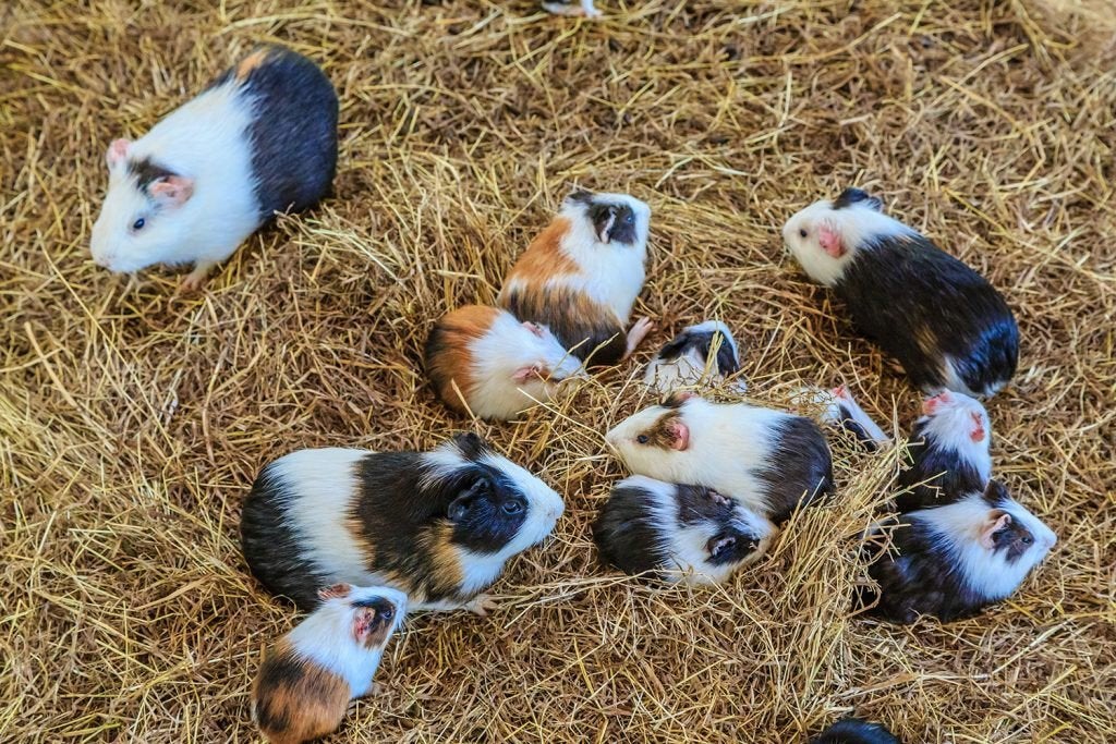 mooie gezonde cavias, Animaux & Accessoires, Juin, Cobaye