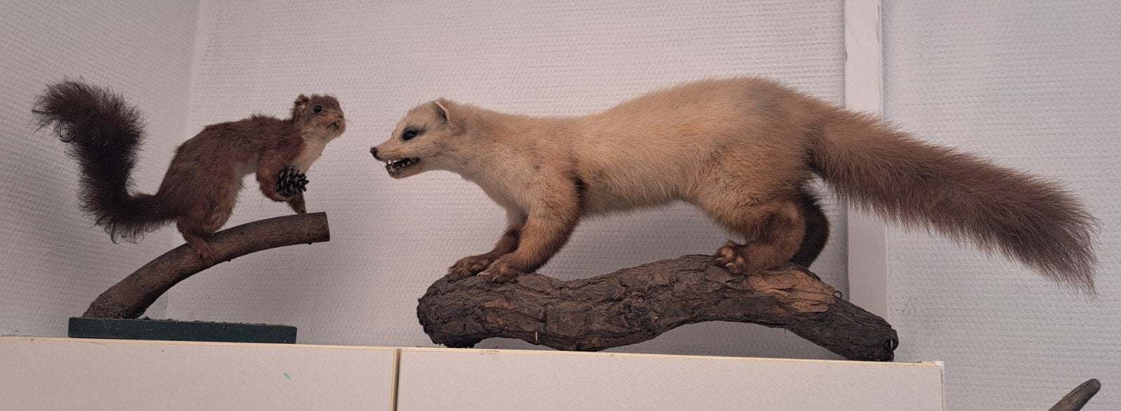 3 x opgezette dieren, Enlèvement