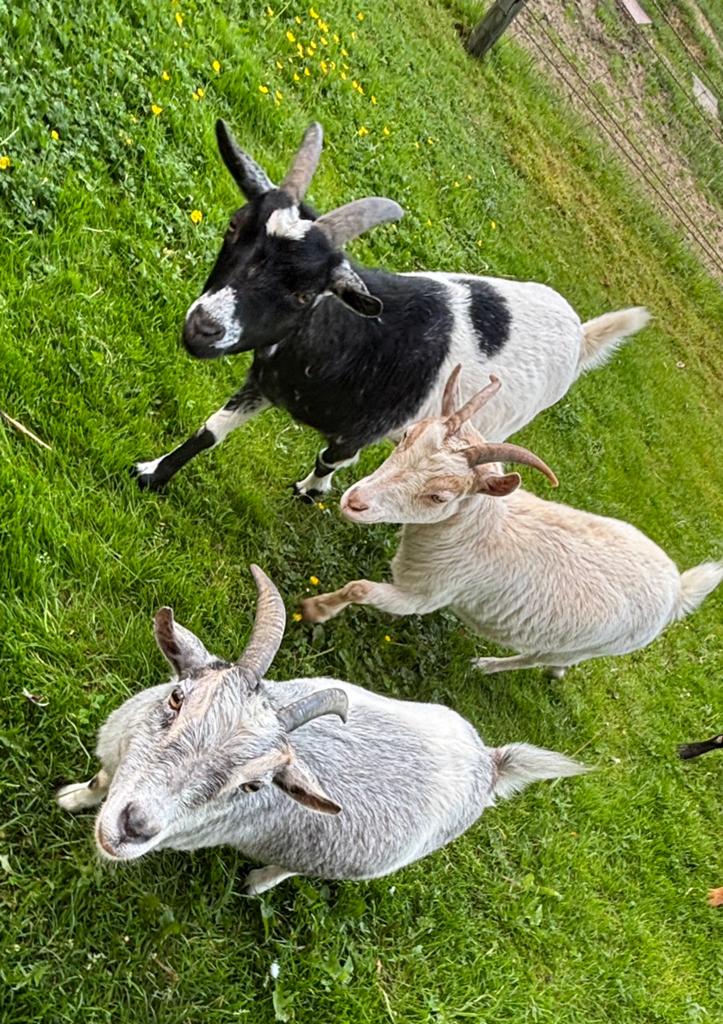 3 Dwerggeitjes zoeken nieuw gouden stalletje, Plusieurs animaux, Chèvre, 6 ans ou plus