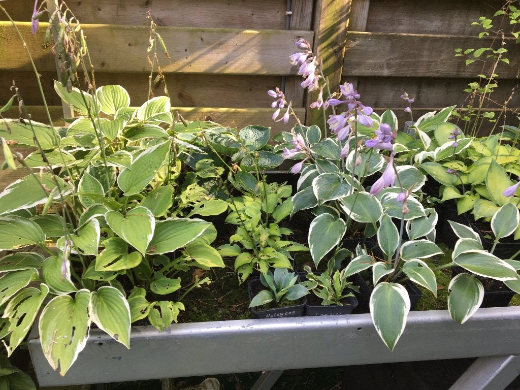 Hosta, Tuin en Terras, Planten | Tuinplanten, Ophalen of Verzenden
