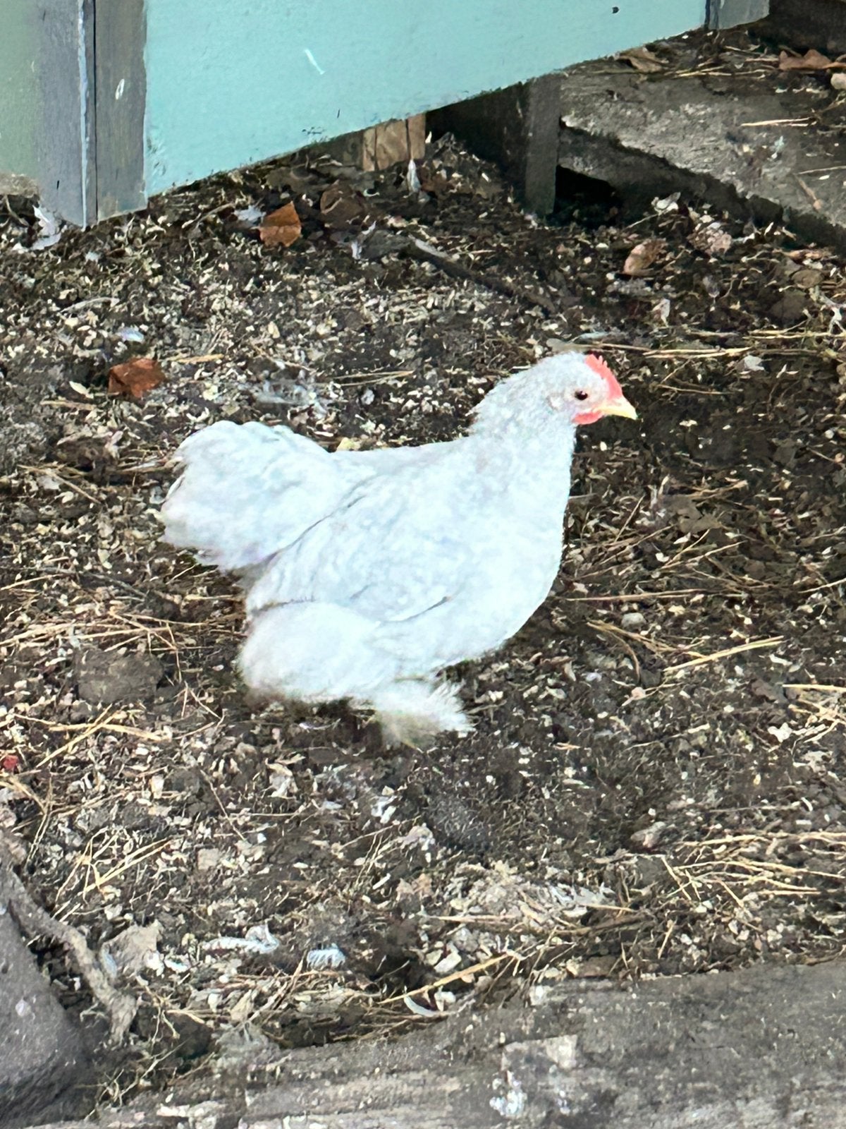 Cochin kriel haantje, Dieren en Toebehoren, Mannelijk, Kip