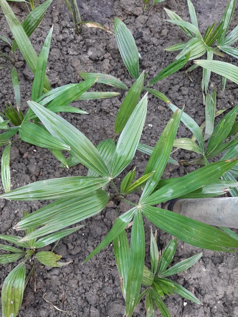 Palmbomen per stuk voor 5 euro (Winterhard), Tuin en Terras, Ophalen