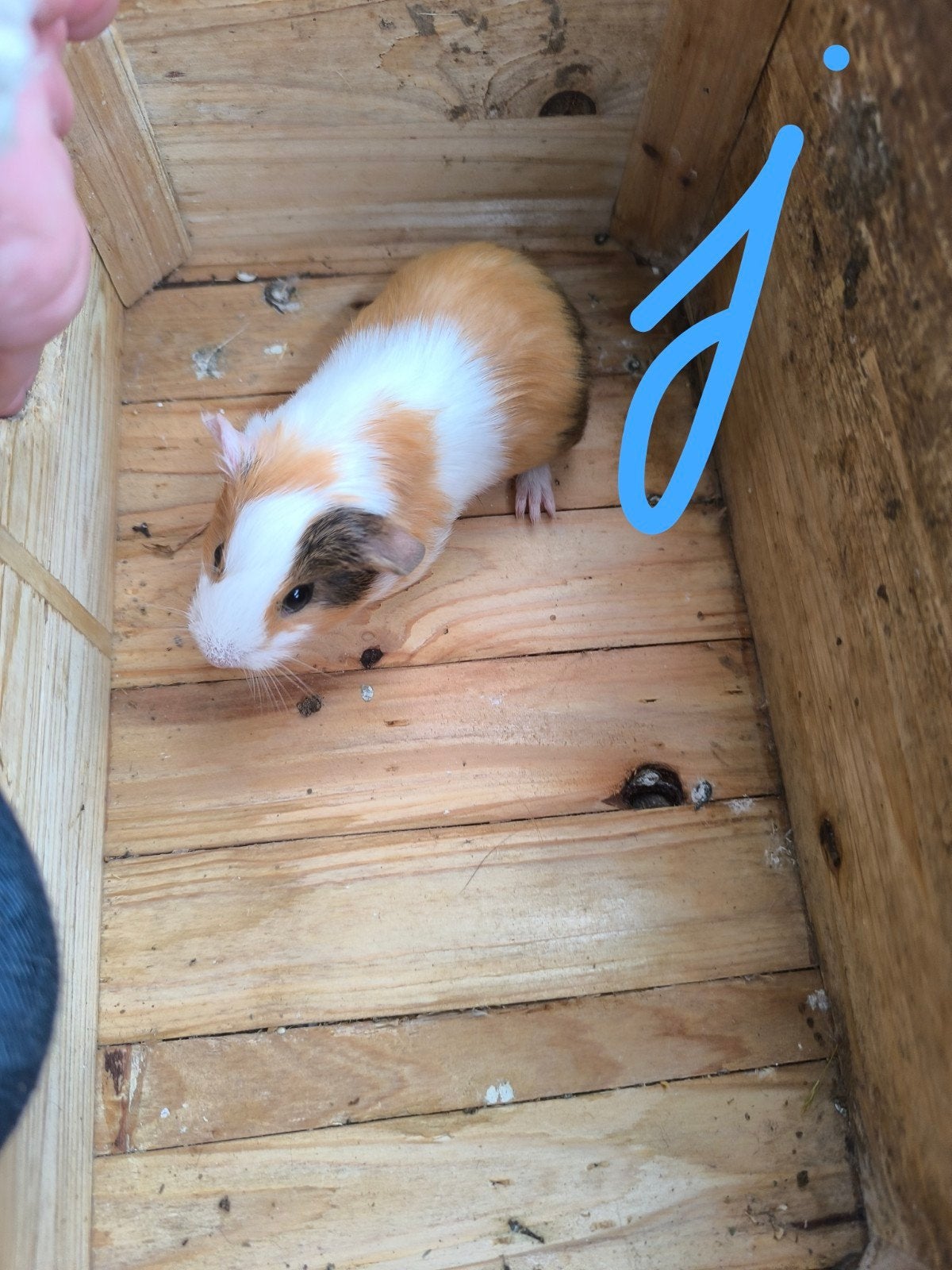 Cavia beertje, Dieren en Toebehoren, Mei, Cavia