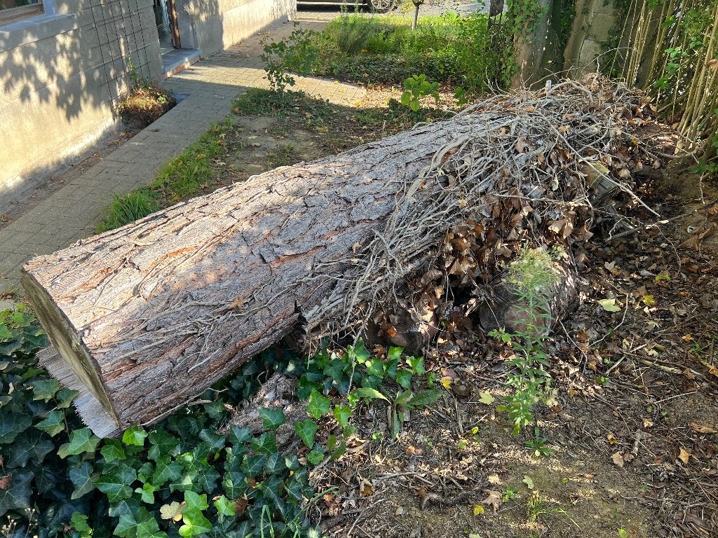 Boomstam, Ophalen, Overige houtsoorten, Stammen