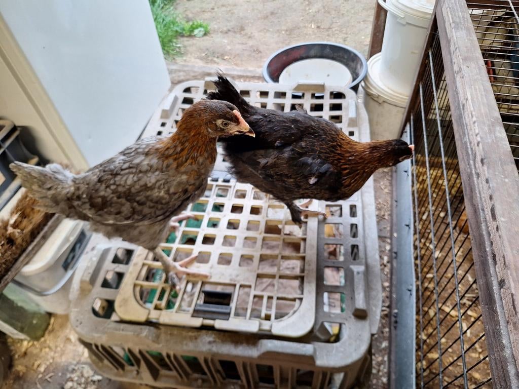 Marans kippen, Tickets & Billets, Loisirs | Jardins zoologiques