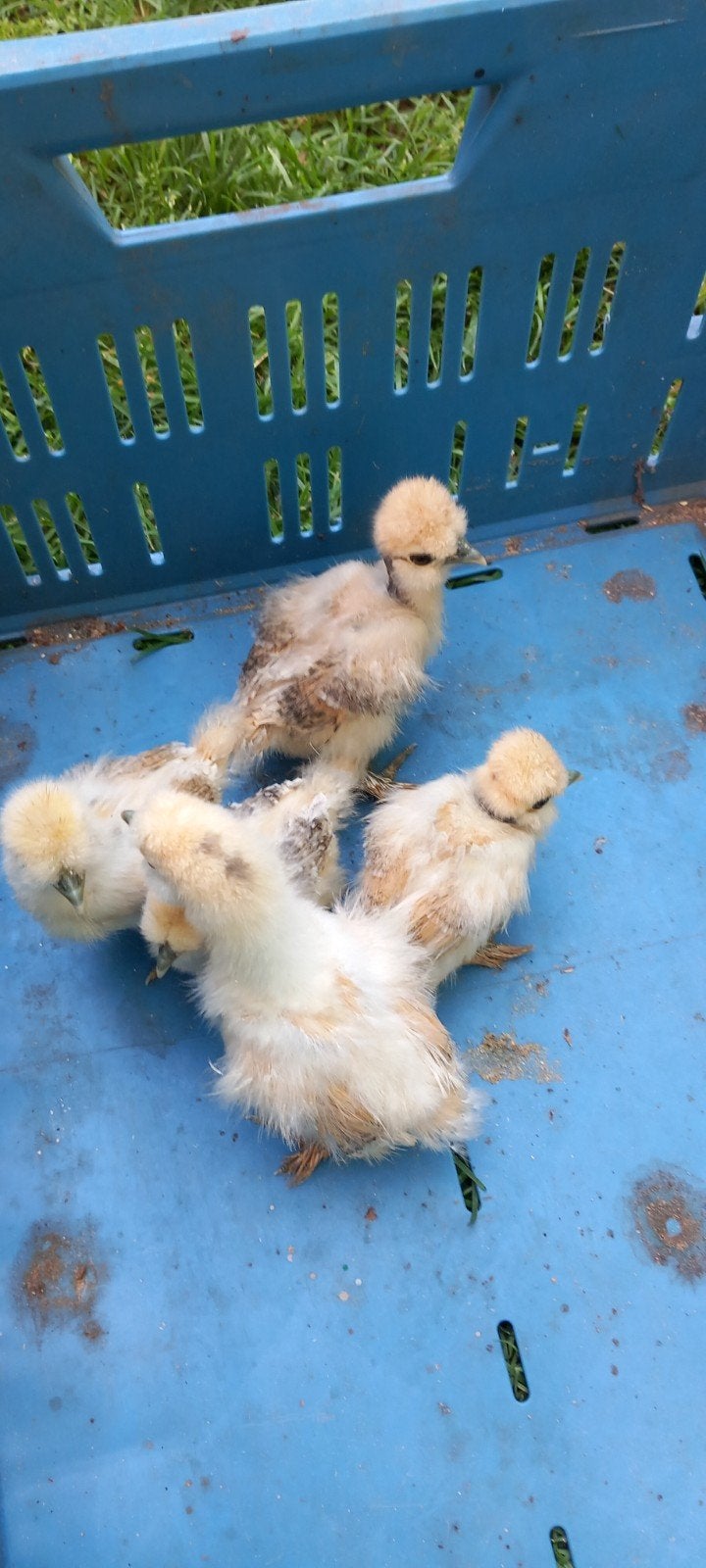Zijdehoender kuikens, Dieren en Toebehoren, Pluimvee, Geslacht onbekend, Kip