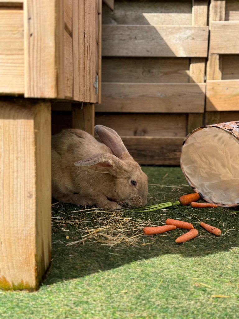 Raszuivere Duitse reus met ID boekje, Mâle, Grand, 0 à 2 ans
