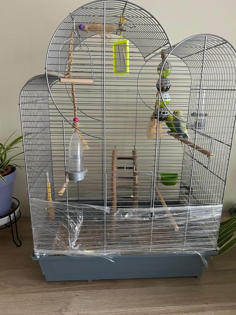 Vogels, Dieren en Toebehoren, Meerdere dieren