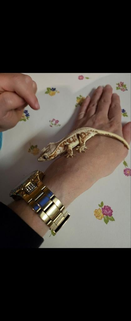 Wimpergekko Lily White man, Dieren en Toebehoren