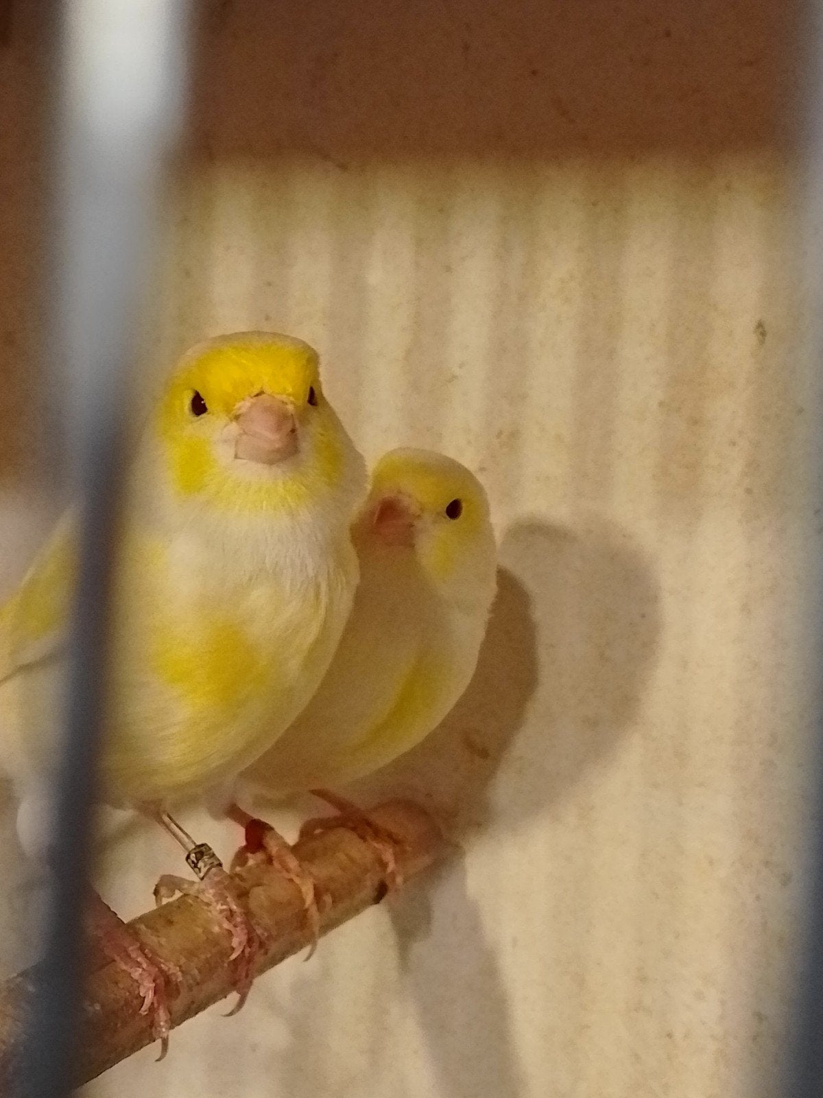 TRÈS BEAUX CANARIS DE COULEUR SIFFLANTE, bagués avec ou sans, Animaux & Accessoires, Oiseaux | Canaris, Plusieurs animaux, Canari chanteur