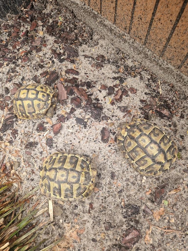 Landschildpad testudo hermanni boettgeri, Dieren en Toebehoren