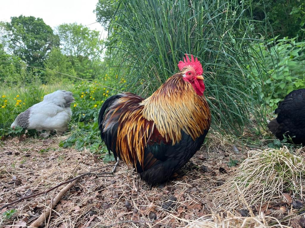 Prachtige Cochin kriel haan, Mâle, Poule ou poulet