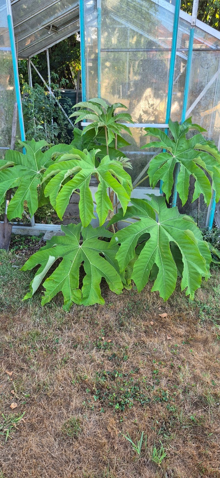 Tetrapanax papyrifer stekjes, Ophalen
