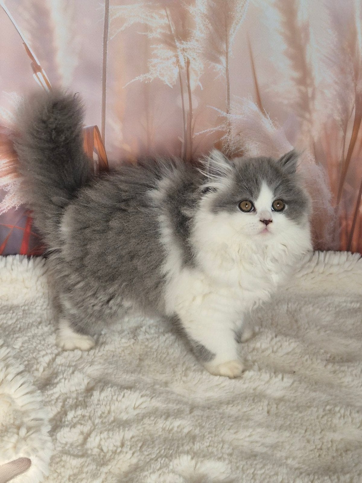 Britse kortharige en langharige kittens, Meerdere dieren, Met stamboom, 0 tot 2 jaar