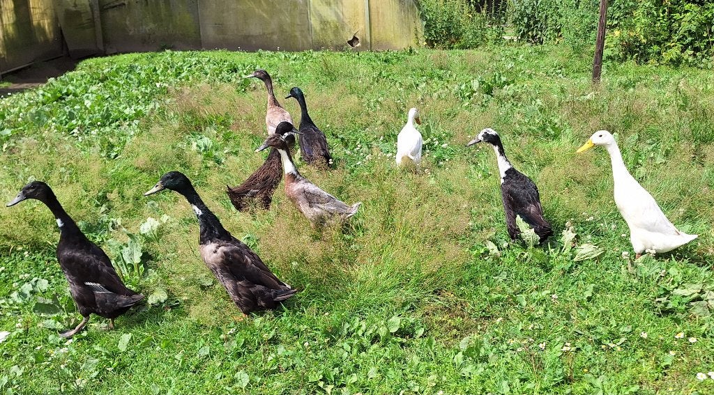 Indische loopeenden, Plusieurs animaux, Canard