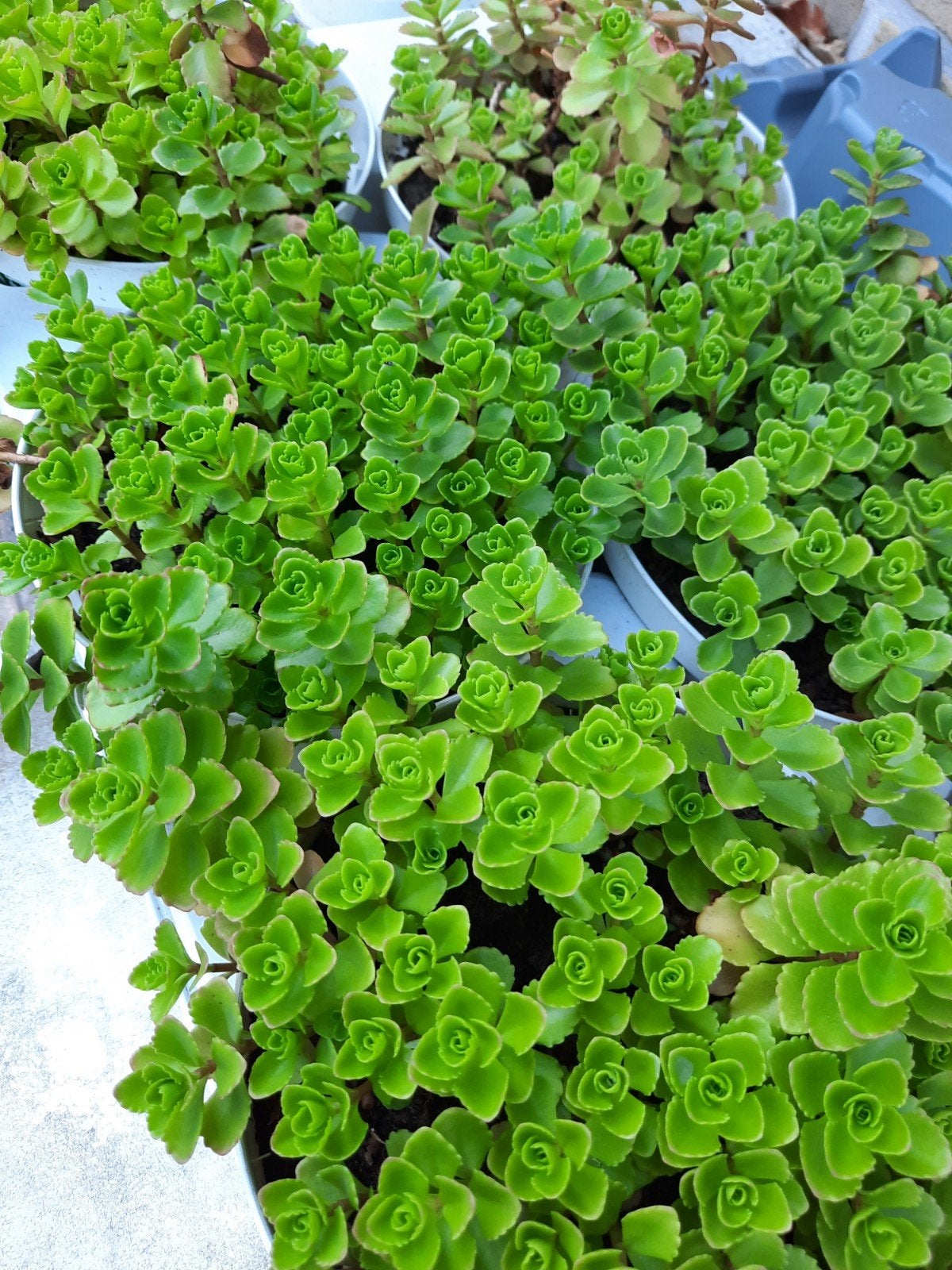Vetplantjes, Ophalen, Bodembedekkers, Vaste plant, Bloeit niet