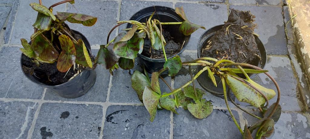 Vijverplanten, Ophalen