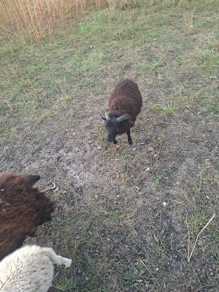 Ouessant ramlam, Mâle, Mouton, 0 à 2 ans