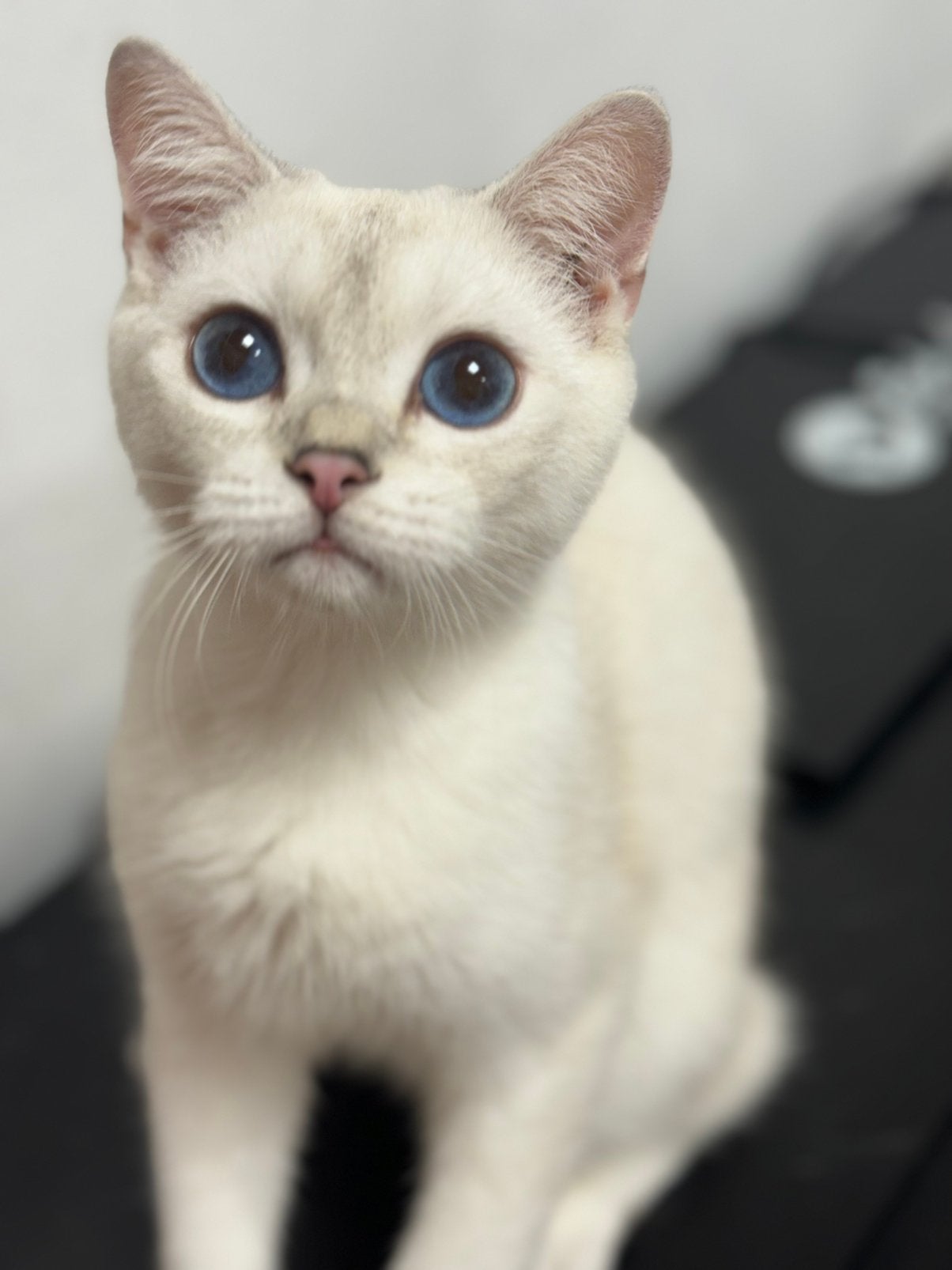 kittens Britse korthaar katers ✅, Kater, Gechipt, 0 tot 2 jaar