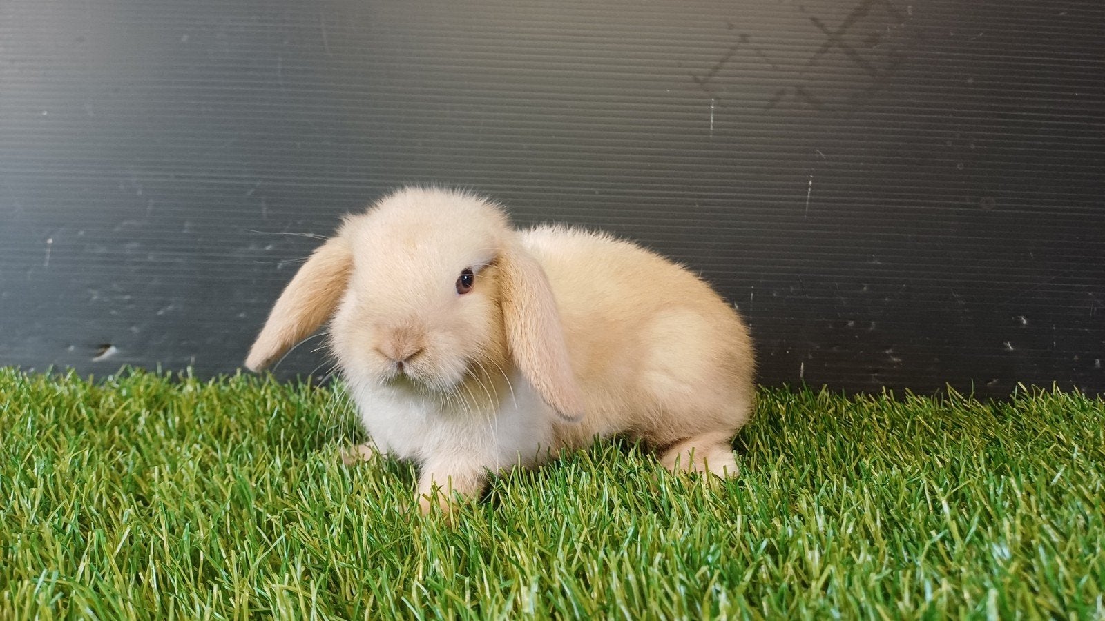 Handtamme zindelijke vrouwelijke minilop jong, Animaux & Accessoires, Femelle, Nain, Oreilles tombantes, 0 à 2 ans