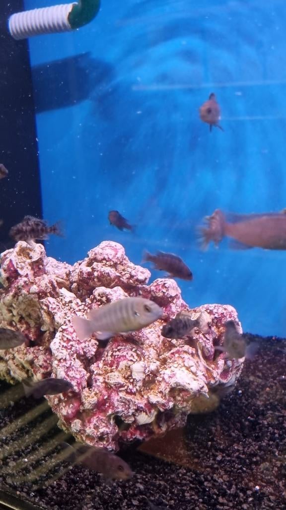 Jonge malawi cichliden mix, Poisson, Poisson d'eau douce, Banc de poissons