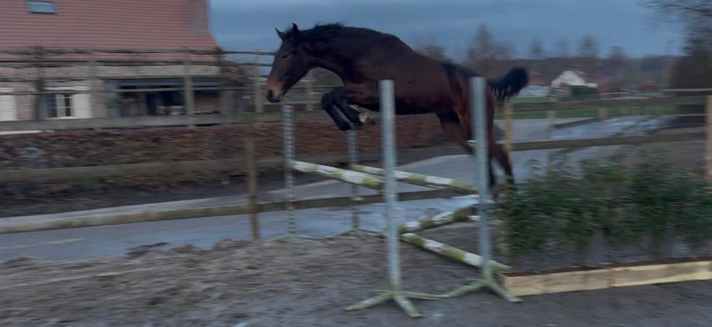 Talentvolle 2j springmerrie Utamaro d’Ecaussines Z x poorboy, Dieren en Toebehoren, Merrie, Springpaard, Met stamboom, 0 tot 2 jaar