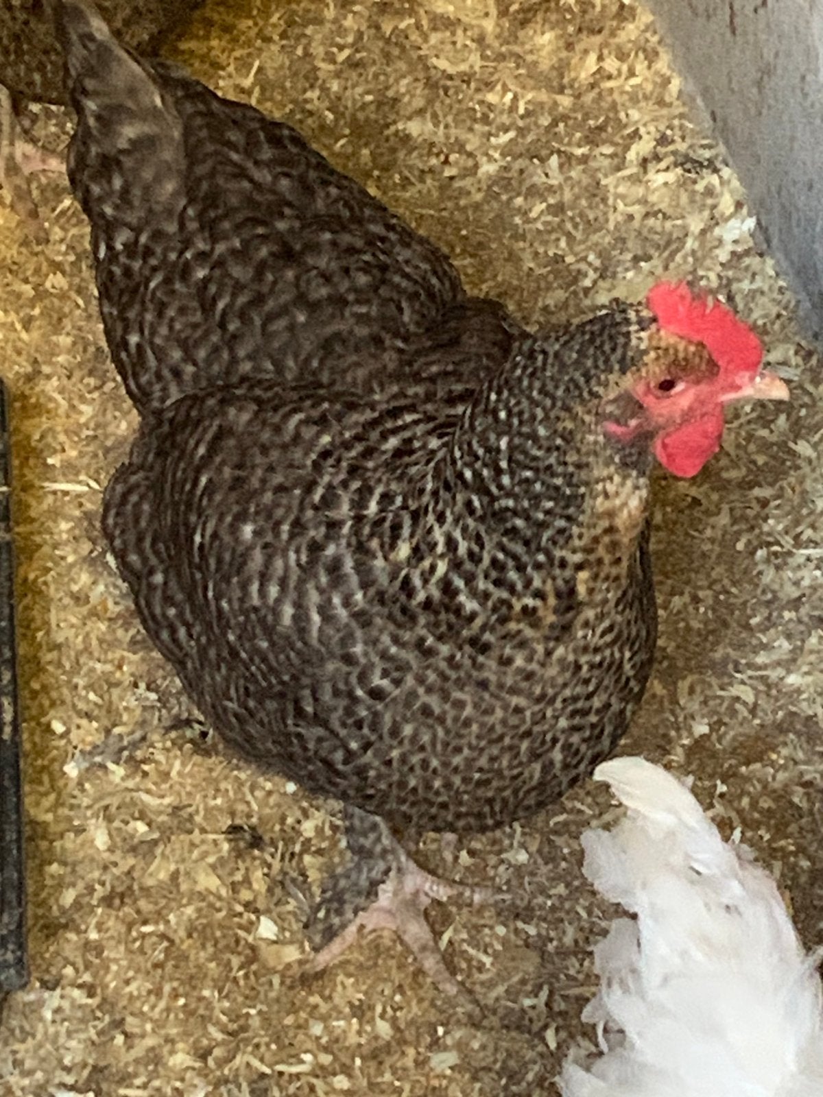 Mechelse koekoek hennen, Dieren en Toebehoren, Pluimvee